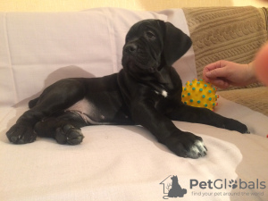 Photo №3. Cane Corso puppies. Russian Federation