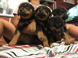 Photo №1. rottweiler - for sale in the city of Al Farwaniyah | negotiated | Announcement № 89099