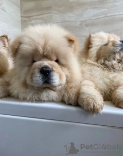Photo №2 to announcement № 22351 for the sale of chow chow - buy in Czech Republic 