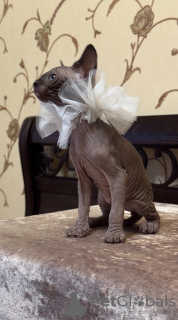 Photo №3. Canadian Sphynx. Latvia