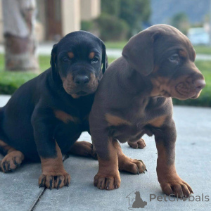 Photo №4. I will sell dobermann in the city of Mexico City. private announcement - price - 750$