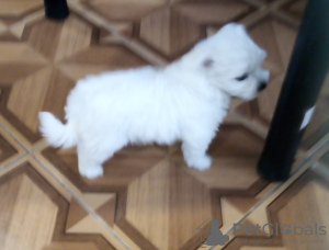 Photo №2 to announcement № 8419 for the sale of maltese dog - buy in Ukraine breeder