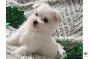 Photo №3. Maltese puppies set for new homes now. United States