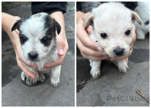 Photo №1. non-pedigree dogs - for sale in the city of Москва | Is free | Announcement № 122058