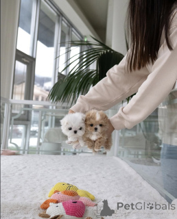 Photo №2 to announcement № 137462 for the sale of poodle (toy) - buy in United Kingdom breeder