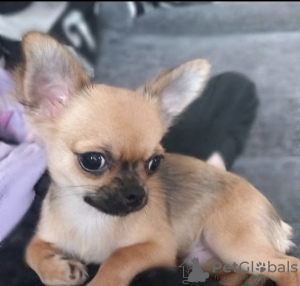 Photo №1. chihuahua - for sale in the city of Bucharest | negotiated | Announcement № 47287