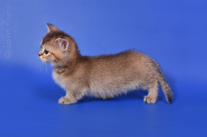 Photo №2 to announcement № 2079 for the sale of munchkin - buy in Russian Federation private announcement, breeder