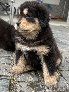 Photo №2 to announcement № 9763 for the sale of tibetan mastiff - buy in Ukraine breeder