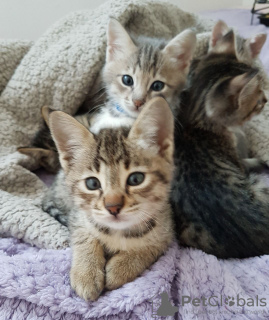 Photo №3. Home trained Savannah kittens for Adoption. United States