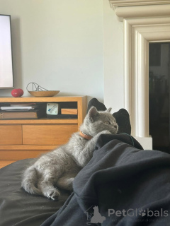 Photo №3. UP FOR ADOPTION AND REHOMING contact whatsapp business447450021323 447450021323. Germany