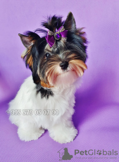 Photo №2 to announcement № 114522 for the sale of beaver yorkshire terrier - buy in Georgia from nursery, breeder