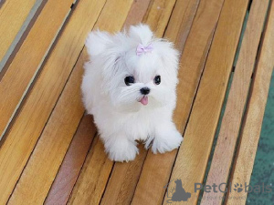 Photo №1. maltese dog - for sale in the city of Berlin | Is free | Announcement № 133924