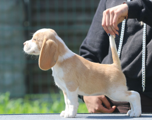 Photo №2 to announcement № 2898 for the sale of beagle - buy in Belarus from nursery