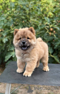 Photo №1. chow chow - for sale in the city of Šid | negotiated | Announcement № 175478
