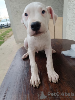 Additional photos: Great Dane Puppies