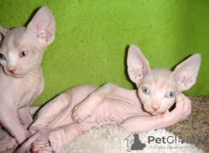 Photo №1. sphynx cat - for sale in the city of Milan | negotiated | Announcement № 95733