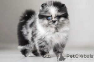 Photo №4. I will sell  in the city of Ohio. breeder - price - negotiated