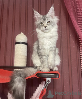Photo №2 to announcement № 161672 for the sale of maine coon - buy in United States breeder