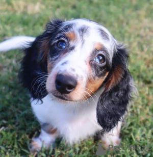 Photo №3. Dachshund. Germany