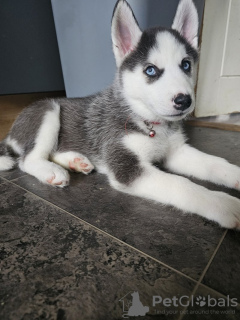 Additional photos: Australian shepherd puppies