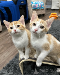 Photo №2 to announcement № 150629 for the sale of domestic cat - buy in Germany from the shelter, breeder