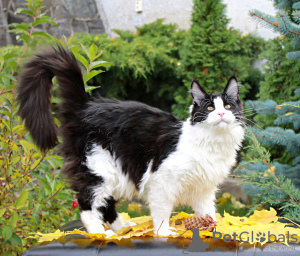 Photo №1. maine coon - for sale in the city of Sumy | 800$ | Announcement № 13975