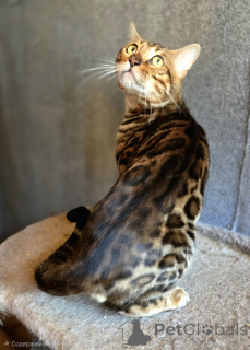 Photo №4. Mating bengal cat in Belarus. Announcement № 174046