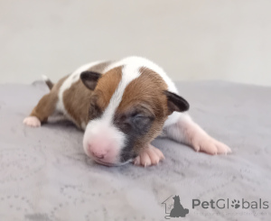 Photo №1. bull terrier - for sale in the city of Poznan | negotiated | Announcement № 160818