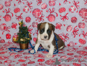 Photo №1. american staffordshire terrier - for sale in the city of Minsk | 500$ | Announcement № 87223