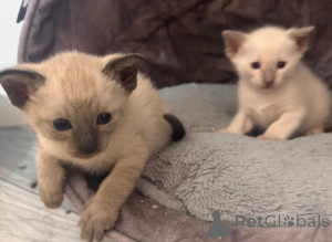 Photo №1. siamese cat - for sale in the city of Mannheim | 361$ | Announcement № 178053