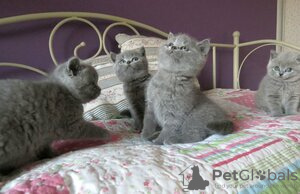 Photo №1. british shorthair - for sale in the city of Гамбург | Is free | Announcement № 126346