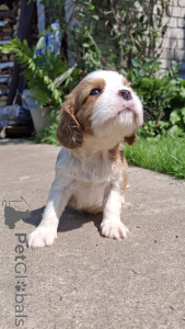 Photo №3. Purebred puppies Cavalier-king-chalz-spaniel.. Latvia