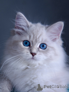 Photo №3. Siberian Cats for Adoption Playful & Affectionate. Sweden