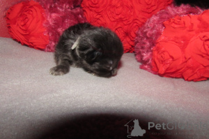 Photo №2 to announcement № 146694 for the sale of ragdoll - buy in United States breeder