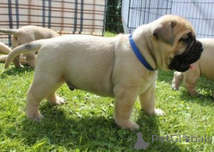 Photo №1. bullmastiff - for sale in the city of Porto | negotiated | Announcement № 176976