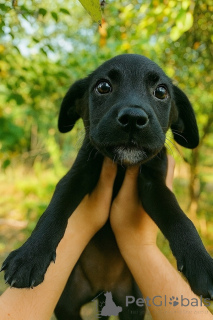 Photo №2 to announcement № 158392 for the sale of non-pedigree dogs - buy in Russian Federation private announcement