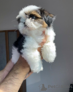 Photo №2 to announcement № 124279 for the sale of shih tzu - buy in Canada breeder