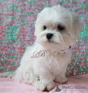 Photo №3. Maltese puppy, KSU-FCI, breed / show perspective, Korean blood.. Ukraine