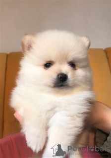 Photo №1. pomeranian - for sale in the city of Флорида Сити | 350$ | Announcement № 125437