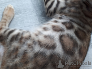 Additional photos: Bengal cat J1