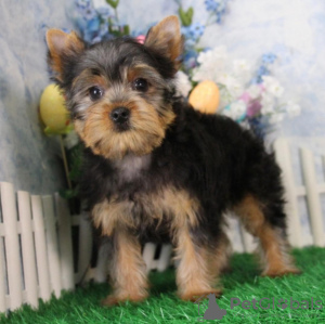 Photo №1. yorkshire terrier - for sale in the city of Virginia Beach | 650$ | Announcement № 50502