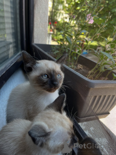 Photo №2 to announcement № 178144 for the sale of siamese cat - buy in Germany breeder