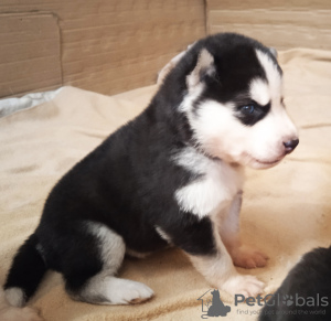 Photo №3. Husky babies. Finland