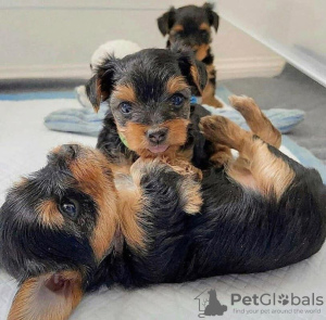 Photo №1. yorkshire terrier - for sale in the city of Oklahoma | 400$ | Announcement № 112529