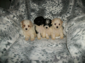 Photo №1. poodle (toy) - for sale in the city of Garmisch-Partenkirchen | 550$ | Announcement № 133399