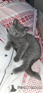 Photo №1. scottish straight - for sale in the city of Chicago | 600$ | Announcement № 145318