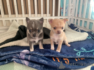 Photo №3. Beautiful cream-colored short-haired male and purple/blue Chihuahua bitch. Austria