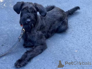 Photo №1. giant schnauzer - for sale in the city of LARNACA | 500$ | Announcement № 172785