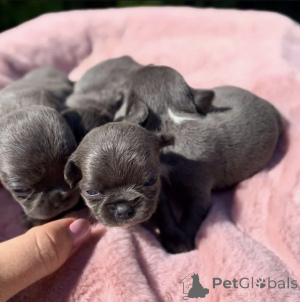Photo №2 to announcement № 168225 for the sale of non-pedigree dogs - buy in United States breeder