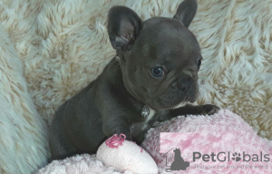 Photo №2 to announcement № 115822 for the sale of french bulldog - buy in Germany 